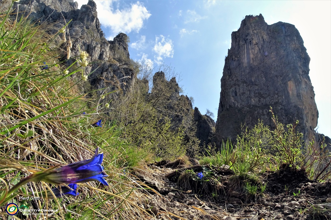 33 Fiori di  Genziana primaticcia (Gentiana verna) per Corna Torella.JPG -                                